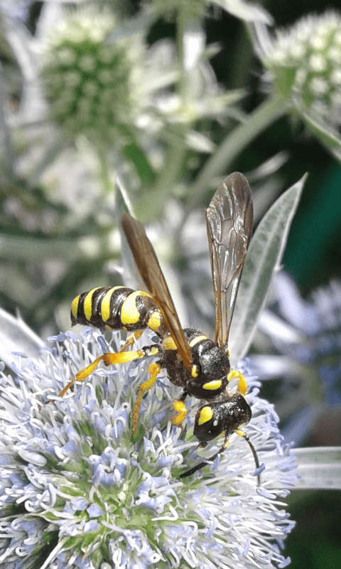 Crabronidae: femmina di Cerceris arenaria